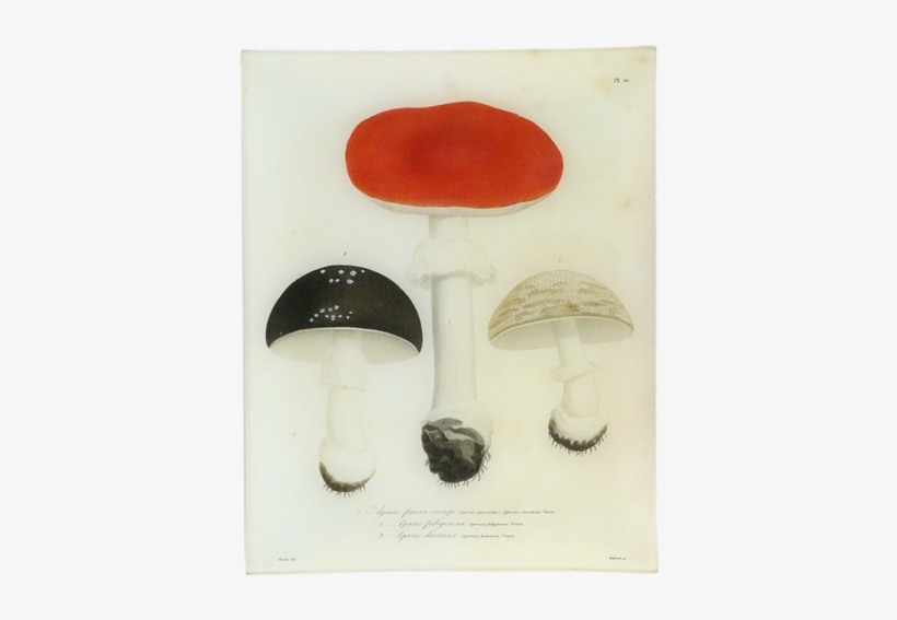 20 - Mushroom, transparent png download