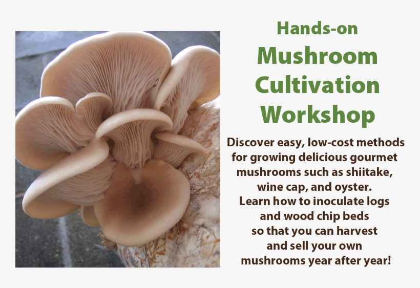 Hands On Mushroom Cultivation Workshop - Mushroom, transparent png download