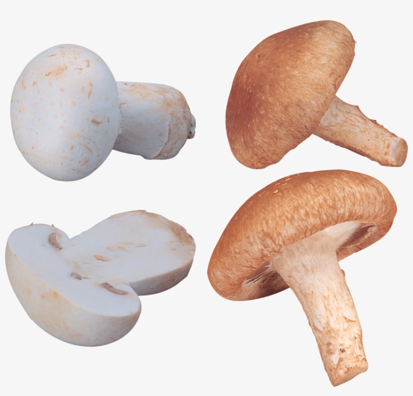Free Png Orange And White Mushrooms Png Images Transparent - 香菇, transparent png download