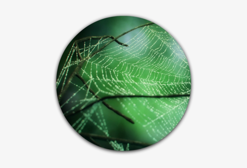 File - Cobwebs-0 - 3ds Max Spider Web, transparent png download