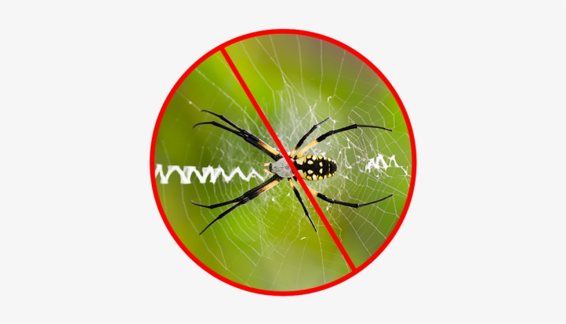 This Will Remove The Beginnings Of Any Webs That Are - Garden Spider, transparent png download