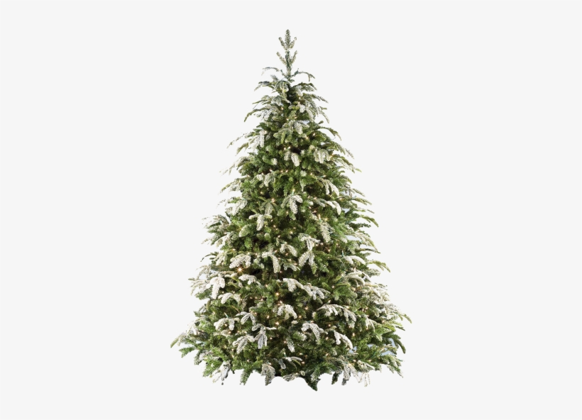 Arboles Navidad Png11 - Red Sleigh 9' Flocked Fraser Fir Prelit Tree, transparent png download