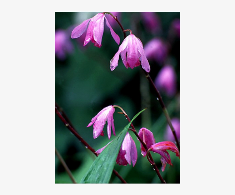 Lily Family, transparent png download