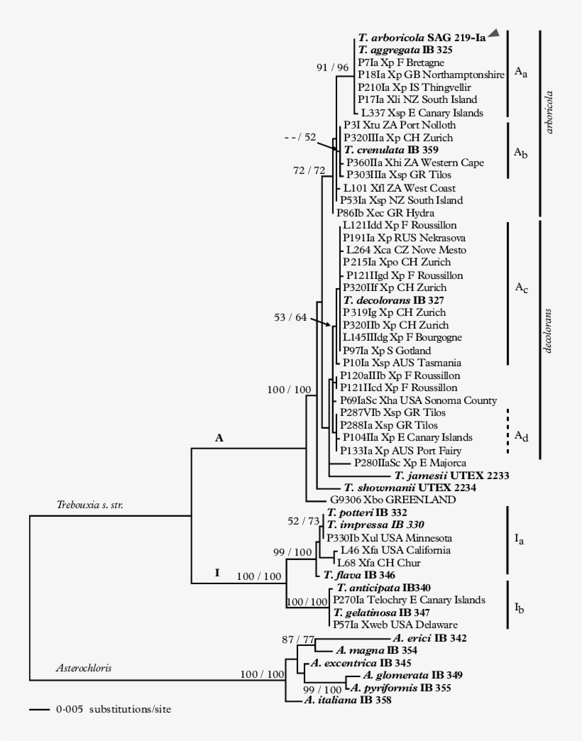 Ml Phylogram Of Rbcl Locus - Number, transparent png download
