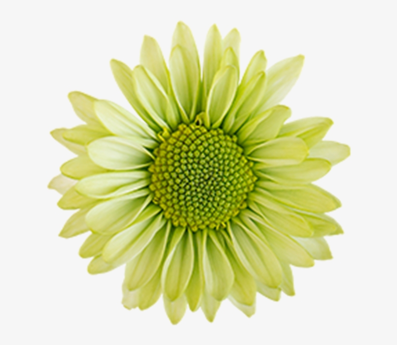 Click To Enlarge Image Green Daisy Ural Green Daisy - Barberton Daisy, transparent png download