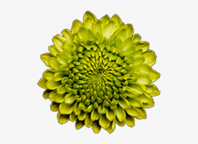 Click To Enlarge Image Green Button Forest Gump2 Green - Sunflower, transparent png download