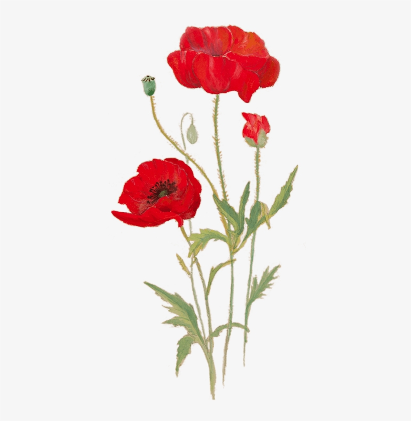 This Free Exhibition Will Explore The Science Behind - Transparent Poppies, transparent png download