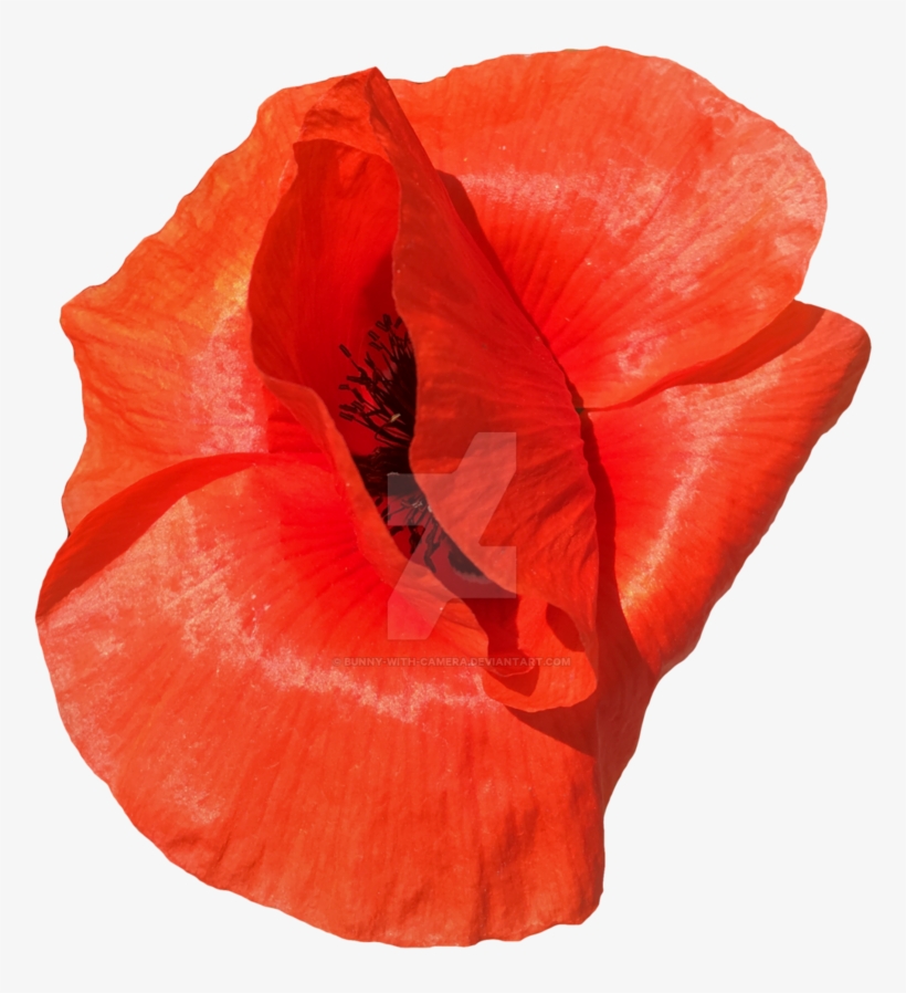 Poppy Flower Png - Poppy, transparent png download