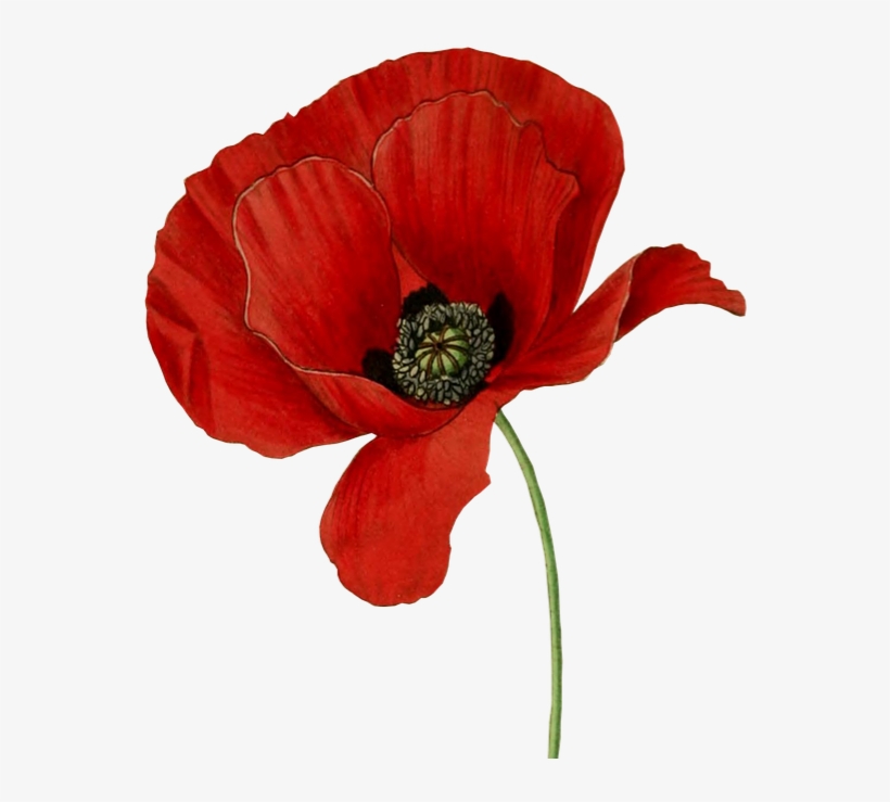 Poppy Flower, transparent png download