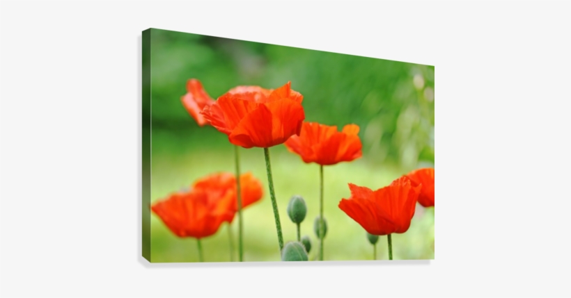 Morning Light Poppies Canvas Print - Poppy, transparent png download