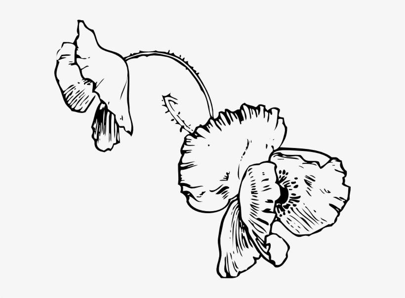 How To Set Use Poppies Illustration Clipart, transparent png download