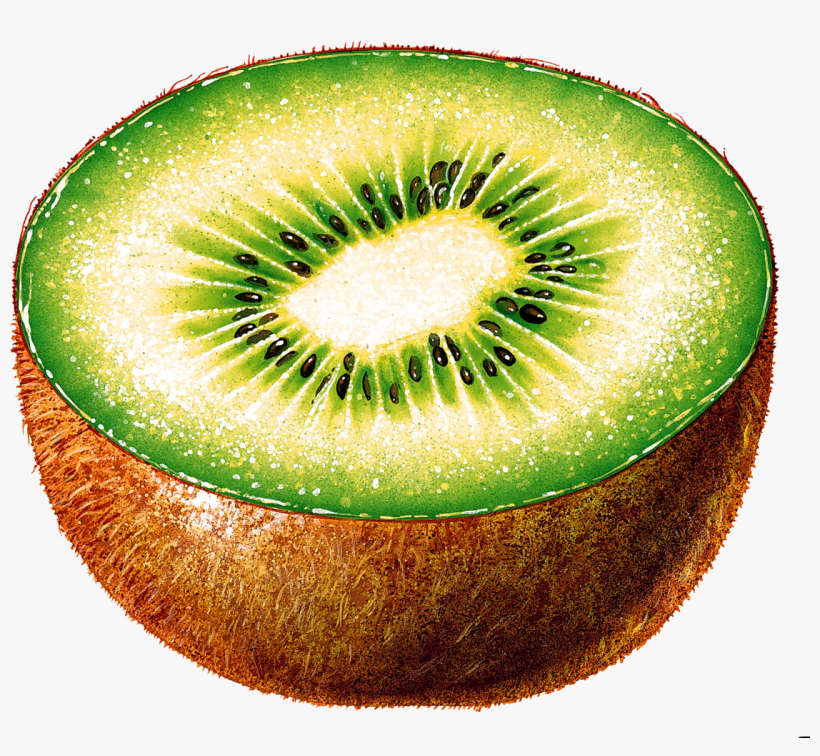 Kiwi - Kiwi Cut In Half, transparent png download