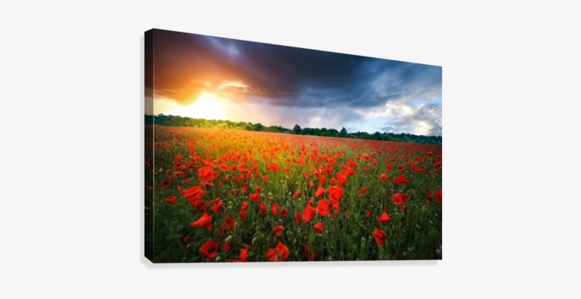 Poppies Canvas Print - Poppy, transparent png download