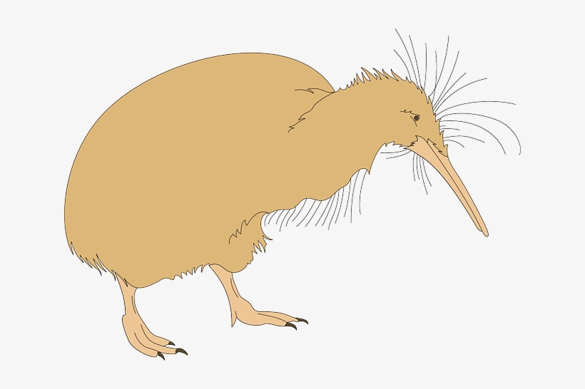 Kiwi Clipart Kiwi Bird - Kiwi Fuzz, transparent png download