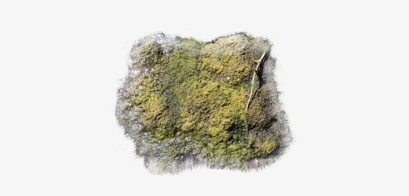 57 68k Mossrocks Blu H 06 Feb 2009 - Moss, transparent png download