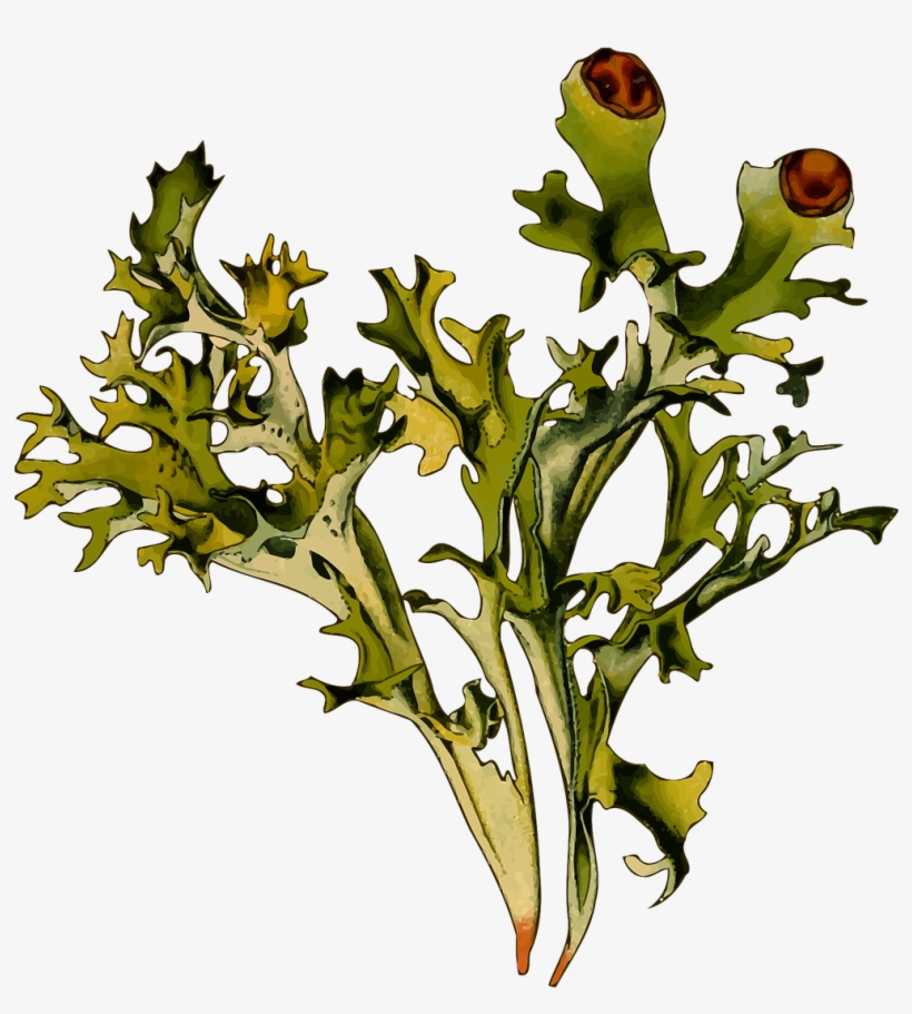 Herbal Iceland Moss Lichen - Cetraria Islándica, transparent png download