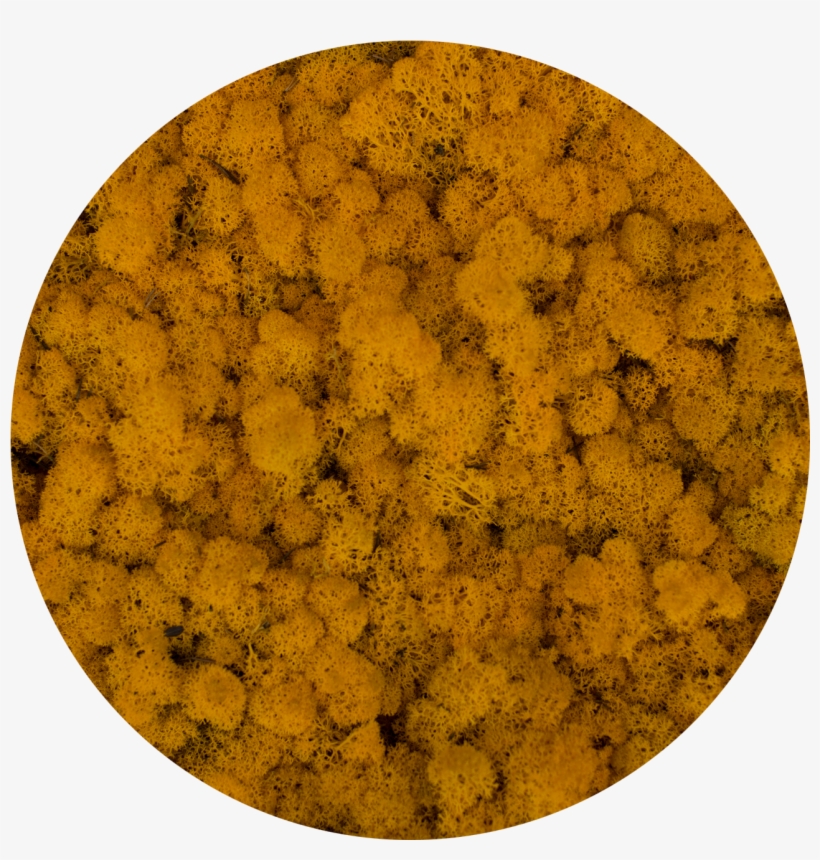 Moss-all Packings - Circle, transparent png download