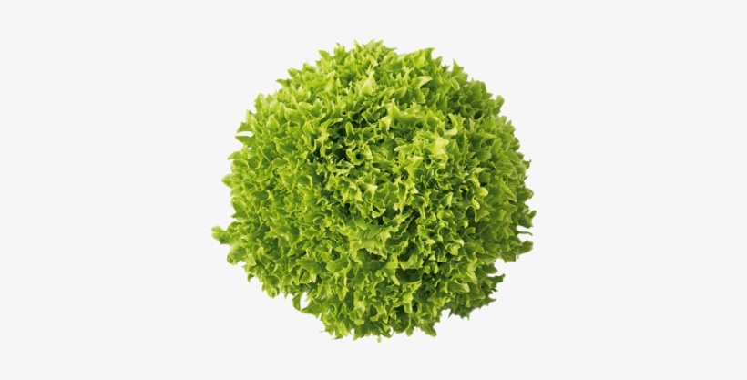 Romaine Like Sweet Flavor With An Iceberg Like Crisp, - Matcha Tea, transparent png download