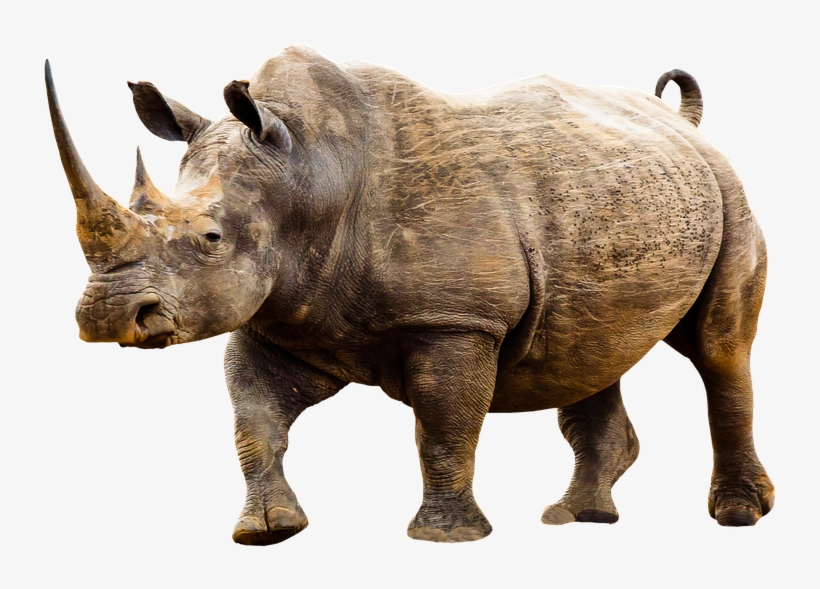 Animales Png - World Rhino Day 2018 Poster, transparent png download