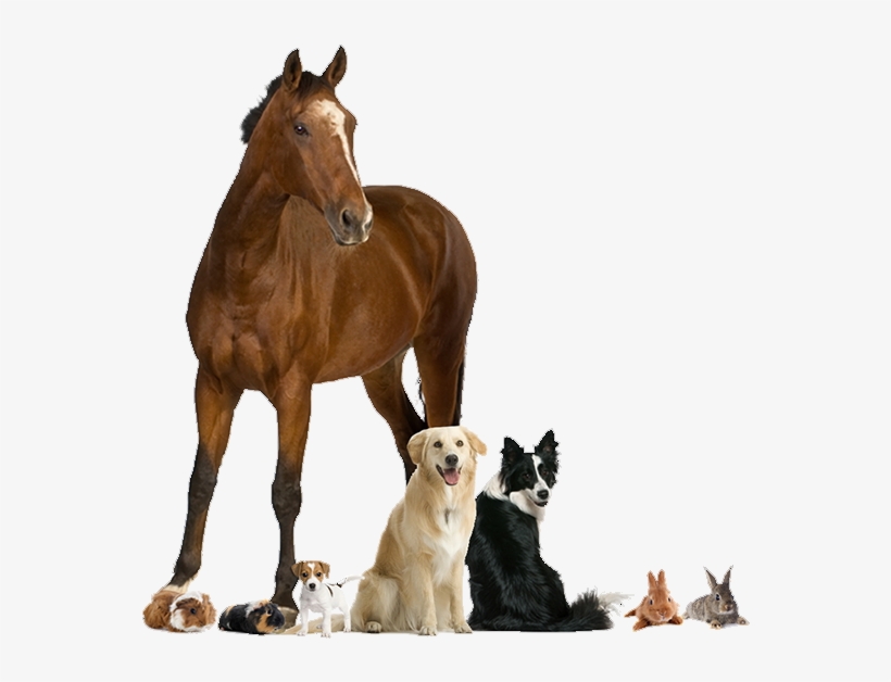 Pets - Brainydeal 2pcs 100lv Remote Control Dog Training Shock, transparent png download