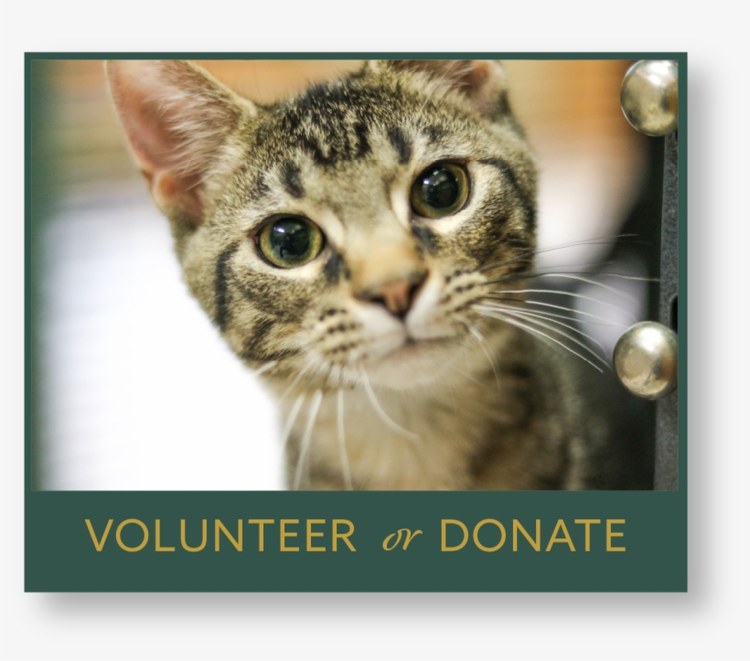 Animal Control And Shelter - Domestic Short-haired Cat, transparent png download