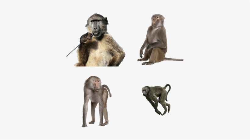 Babuinos - Baboons Png, transparent png download
