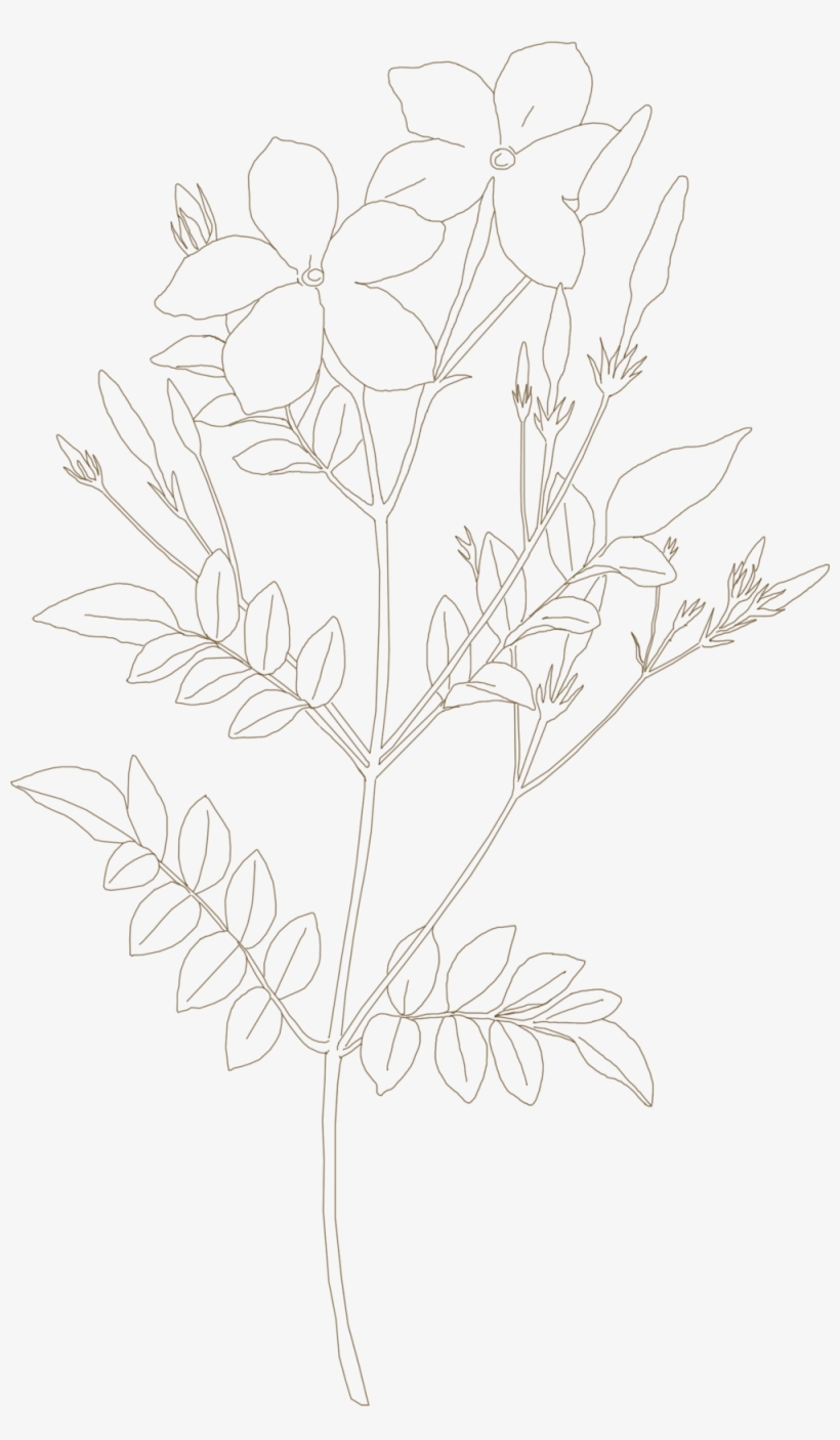 Jasmine, transparent png download