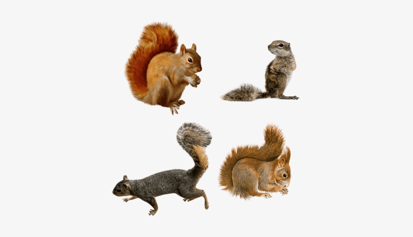 Ardillas - Animals Full Hd Png, transparent png download