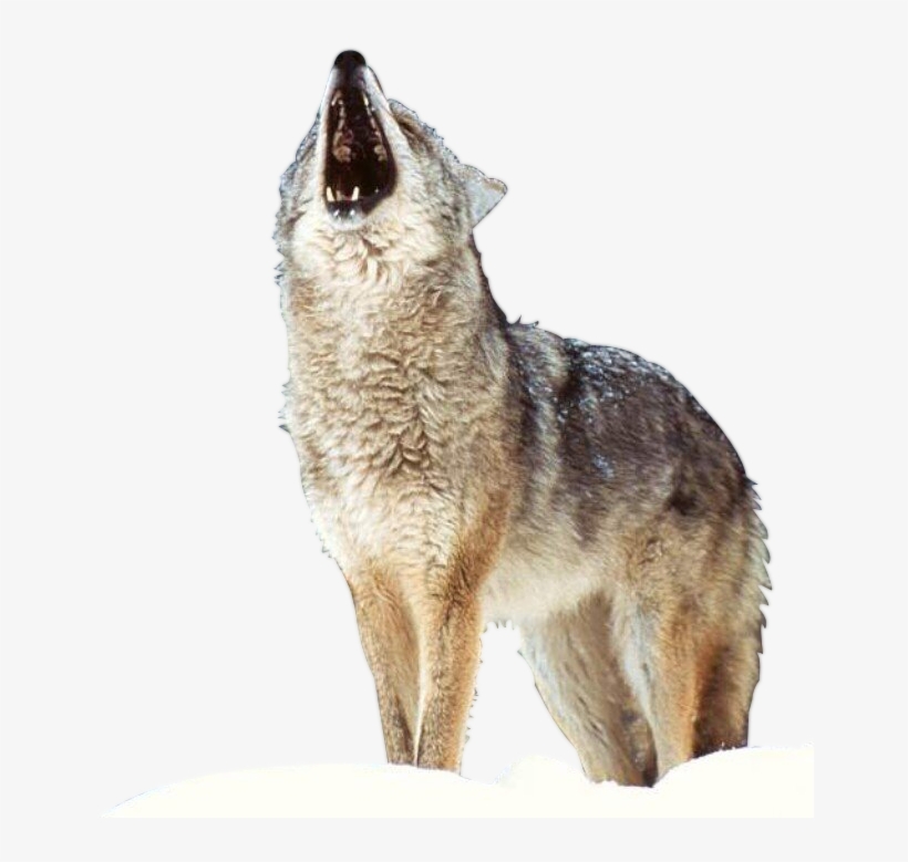 1673 Render Loup4 - Generic Wolf Printing Lunch Bags For Boys Cool Mens, transparent png download