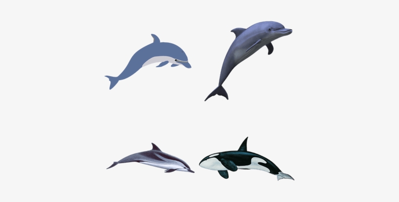 Animales Marinos - Dolphin Clipart Transparent Background, transparent png download