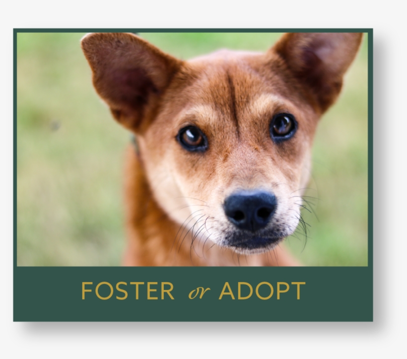 Animal Control And Shelter - Companion Dog, transparent png download