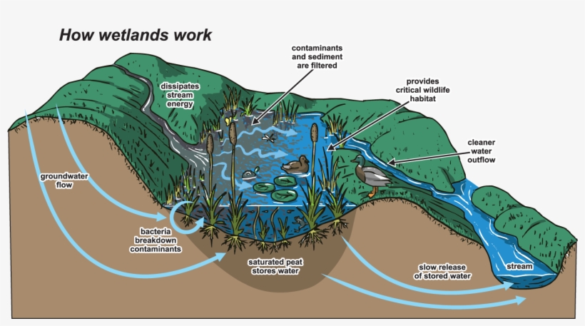 Image Wetlands - Wetlands Work, transparent png download