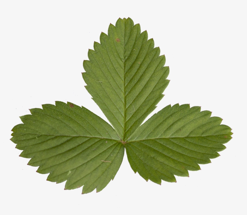 Vegetation Strawberry 04 - Strawberry Leaf Png, transparent png download