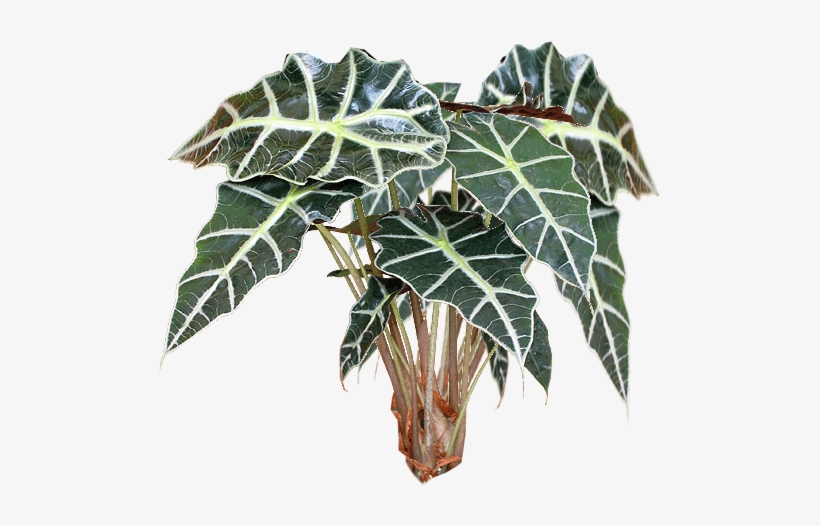 Jacey-alocasia Plant Texture - Alocasia Plant Png, transparent png download