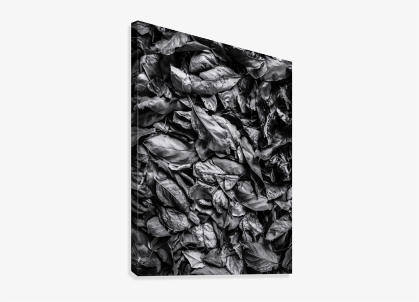 Closeup Leaf Texture In Black And White Canvas Print - Artist, transparent png download