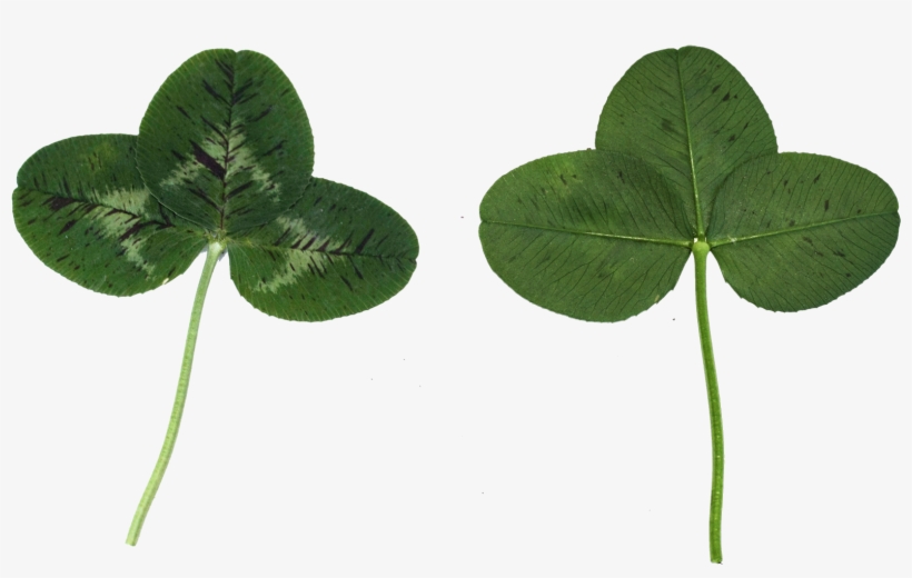 Leaf Texture - Clip Art, transparent png download