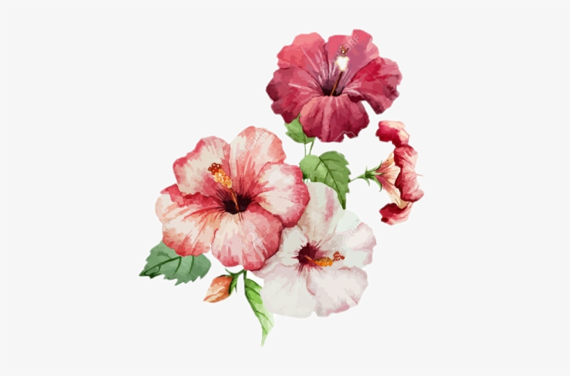 Hibiscus Painting, transparent png download
