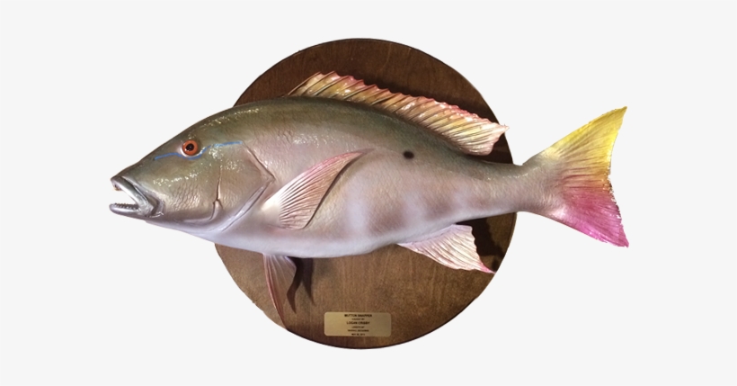 Mutton Snapper On Wood Plaque - Mutton Snapper, transparent png download