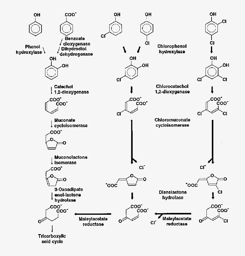 The Ordinary 3 Oxoadipate Pathway (thin Arrows) And - Diagram, transparent png download