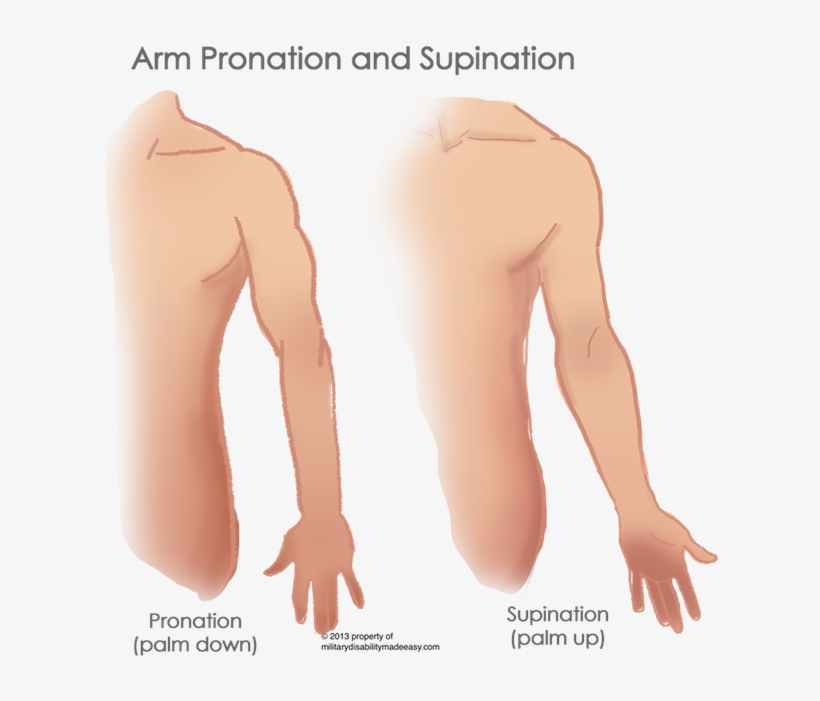 Shoulder Muscle 11 - Barechested, transparent png download