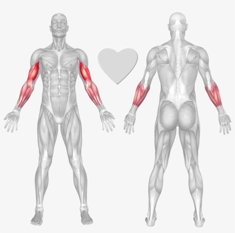 Ball Double Arm Inclined Dumbbell Curl, transparent png download