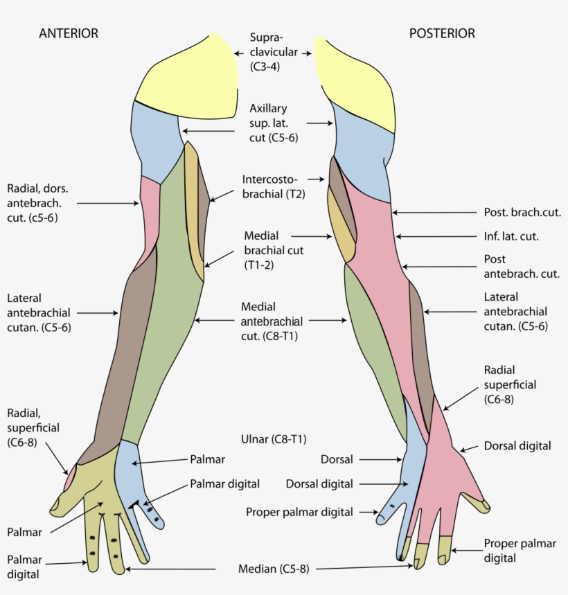 Cutaneous Innervation Of Upper Limb, transparent png download