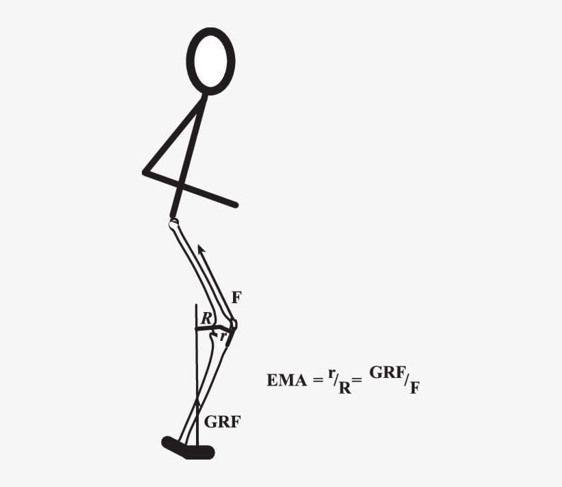 Limb Muscle Mechanical Advantage Is Defined As The - Mechanical Advantage, transparent png download