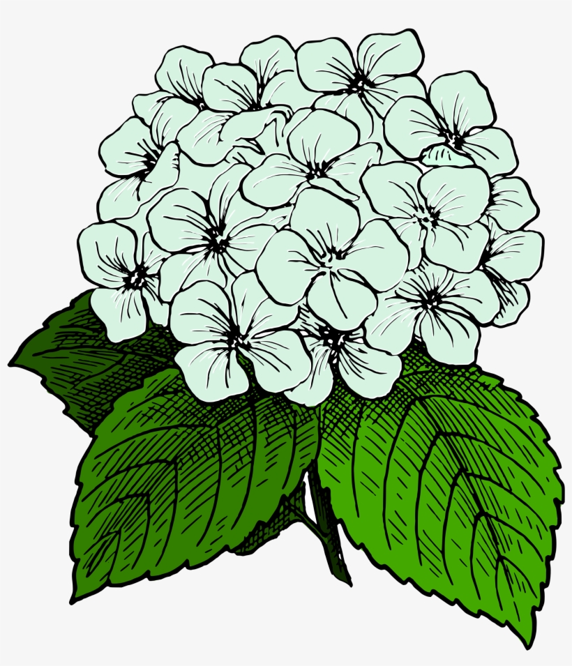 Clipart - Hydrangea Clipart, transparent png download