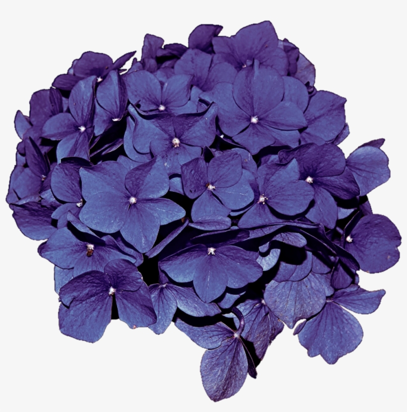 Hydrangea Transparent Clip Art - Pink And Purple Hydrangea Png, transparent png download