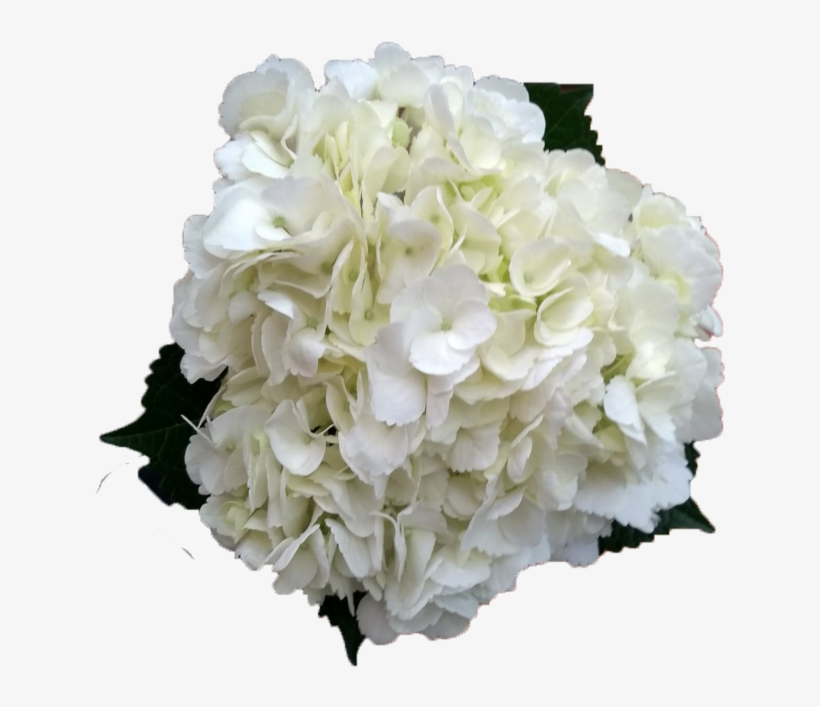 Hydrangea White Jumbo, transparent png download