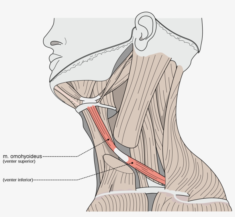 Stylohyoid Muscle, transparent png download