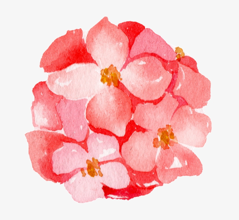 Pink Hydrangea Watercolor Hand Painted Transparent - Portable Network Graphics, transparent png download