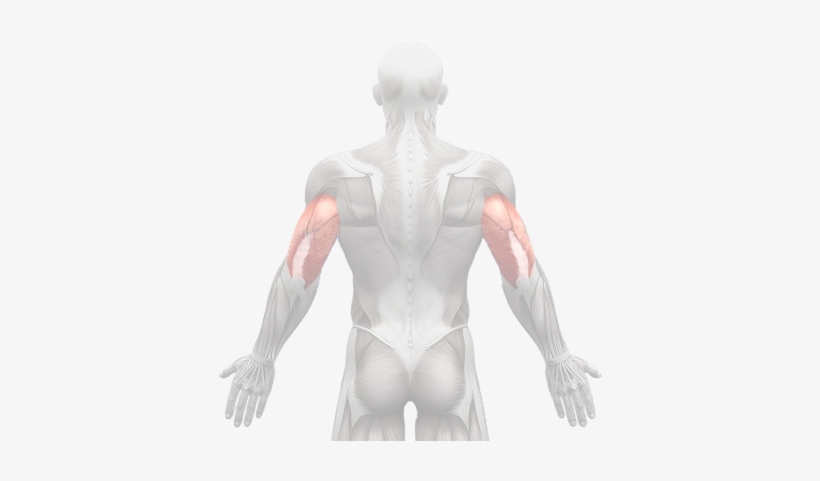 Muscles-triceps - Male, transparent png download