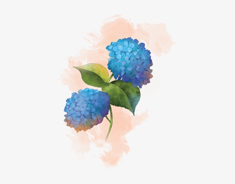 Click And Drag To Re-position The Image, If Desired - Hydrangea, transparent png download